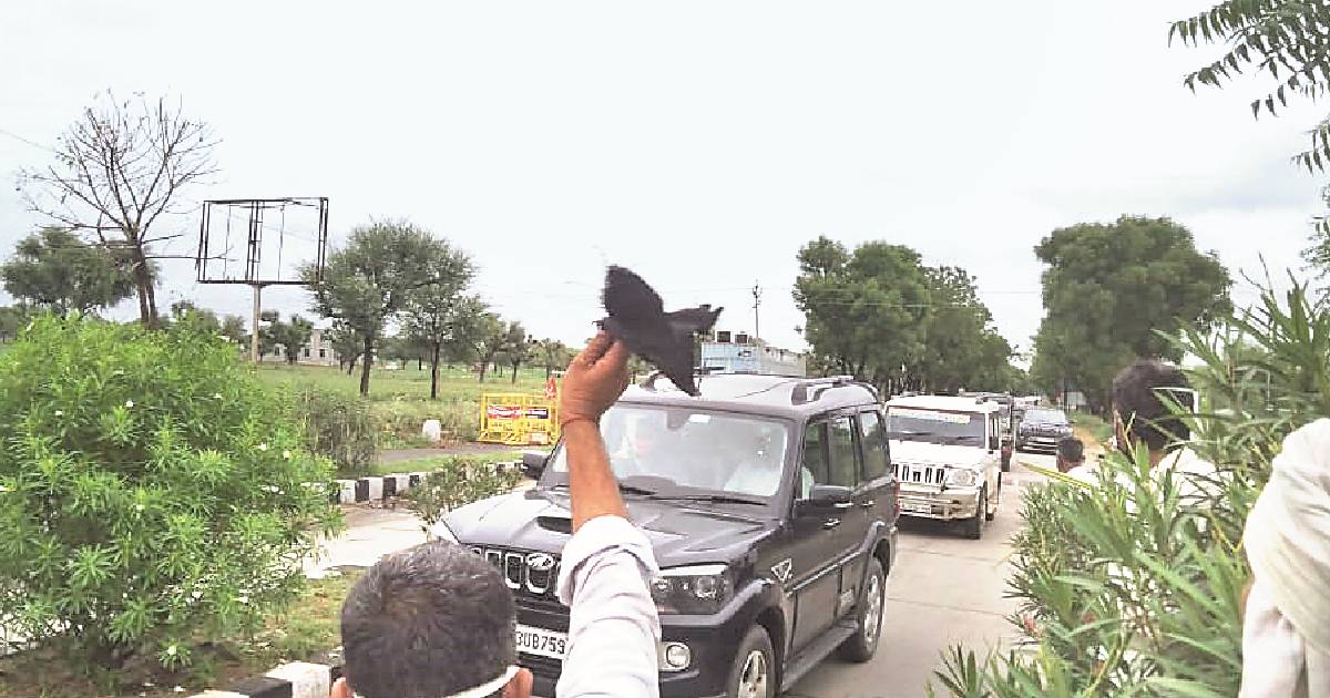 Protesting farmers show black flags to Poonia